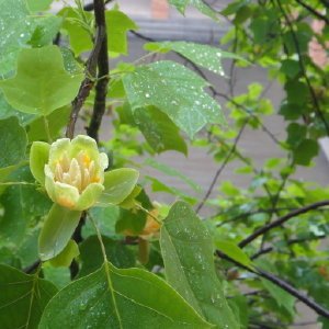 项香女的人物简介