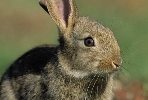 梅花杏花照玉堂打一数字生肖