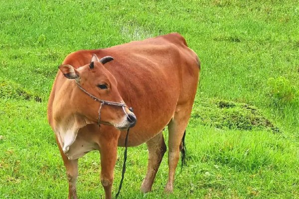 钻冰求火是什么生肖