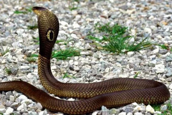 焦心如焚是什么动物