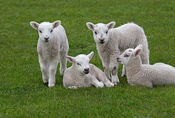 盛莛必散打一生肖