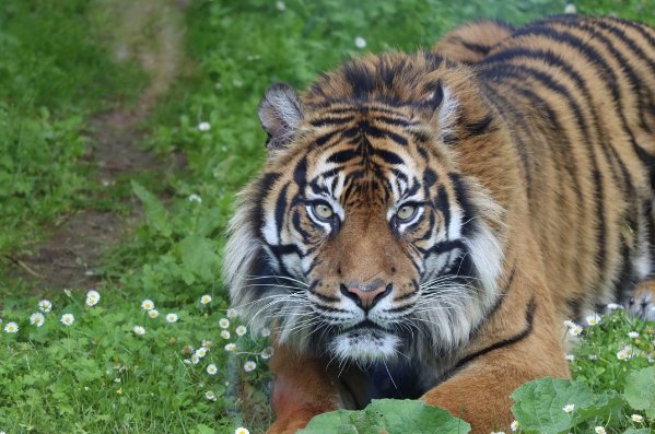 黑牛白角打一生肖谜底