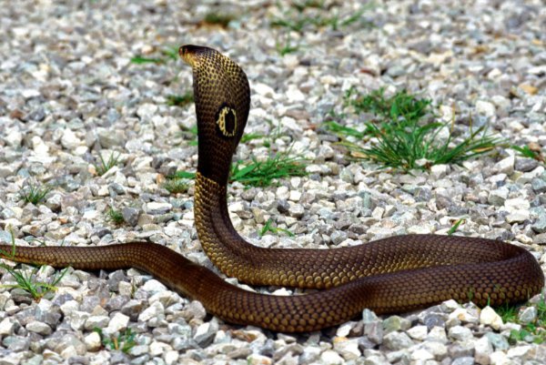 夷为平地打一生肖