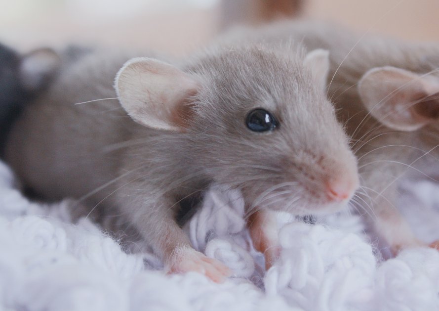 孙庞斗智打动物生肖