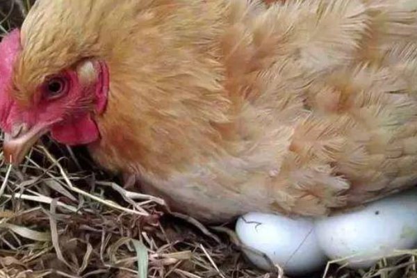 先天性行为和学习行为的关系