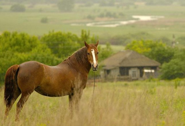 忆昔抚今猜一生肖