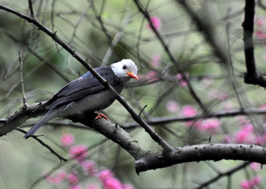 鸟类吃胖后，依靠原有翅膀的力量还能飞起来吗？