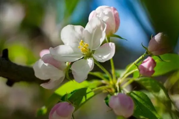 吟咏花木的诗句