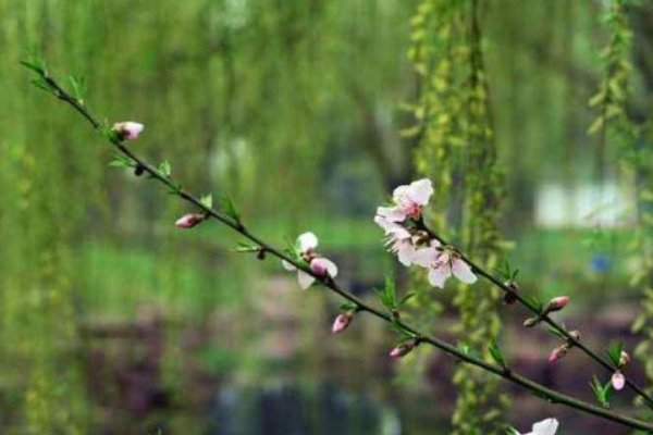 春风细雨打一个生肖动物