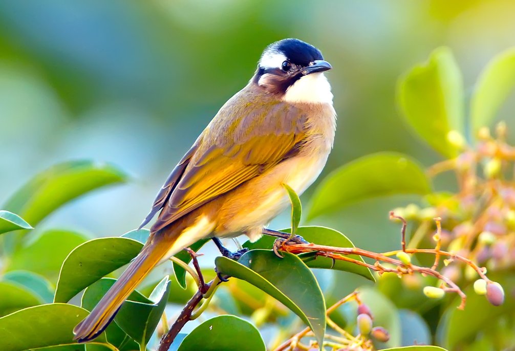 鸟类吃胖后，依靠原有翅膀的力量还能飞起来吗？