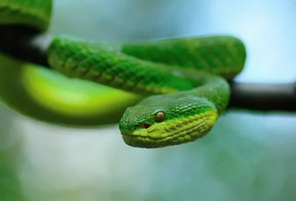 知书明理打一准生肖