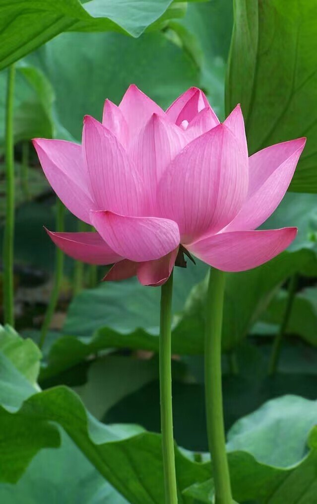 worldfamous什么意思