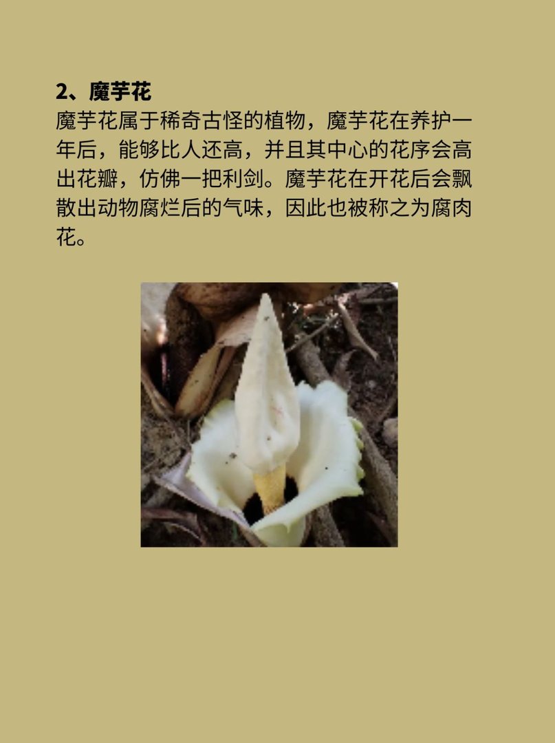 稀奇古怪的植物科普