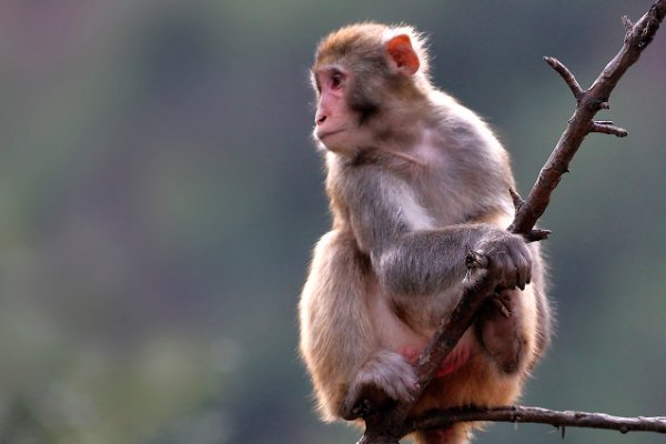 嘴多舌长打一准确动物