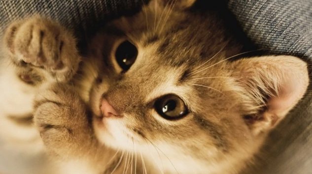 抽血猫的血干嘛的