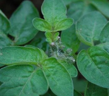 西红柿打叉掐尖图解