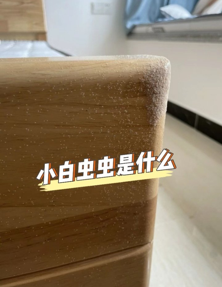 家里有些白色的小小虫是什么？