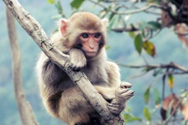 嘴多舌长打一准确动物