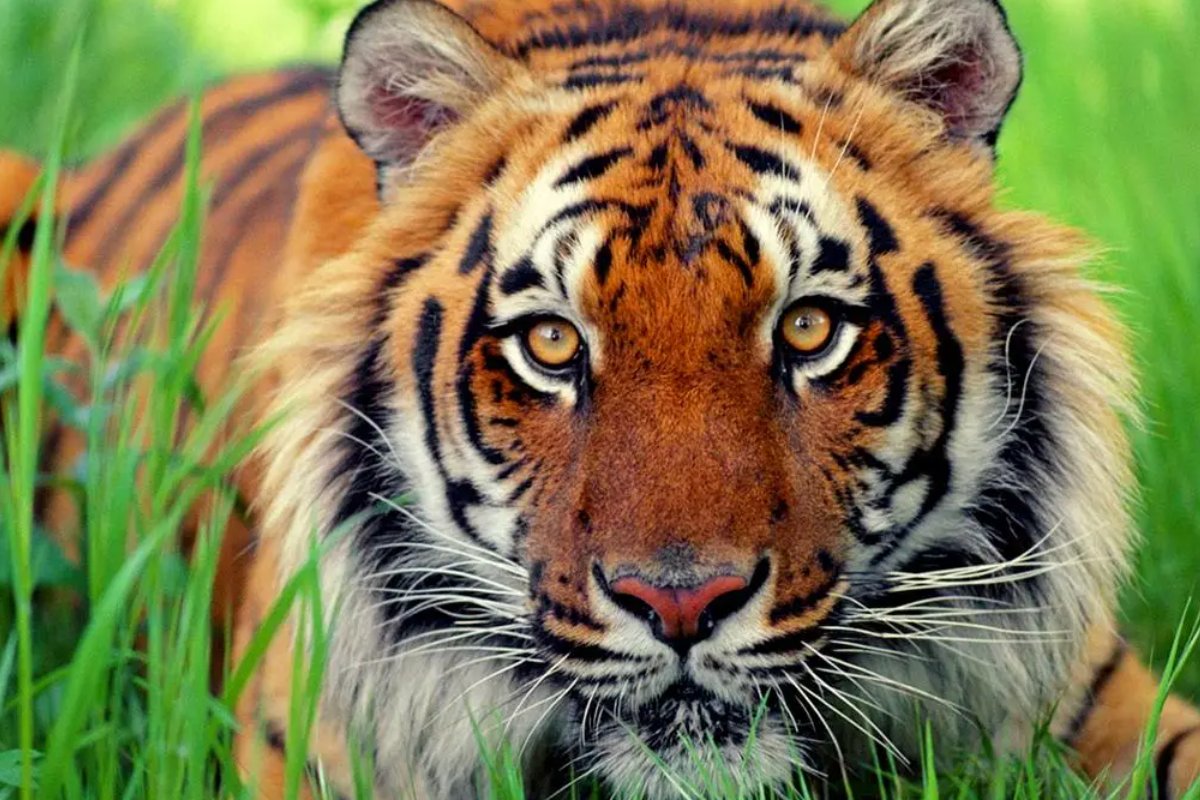 九出十三归指什么生肖