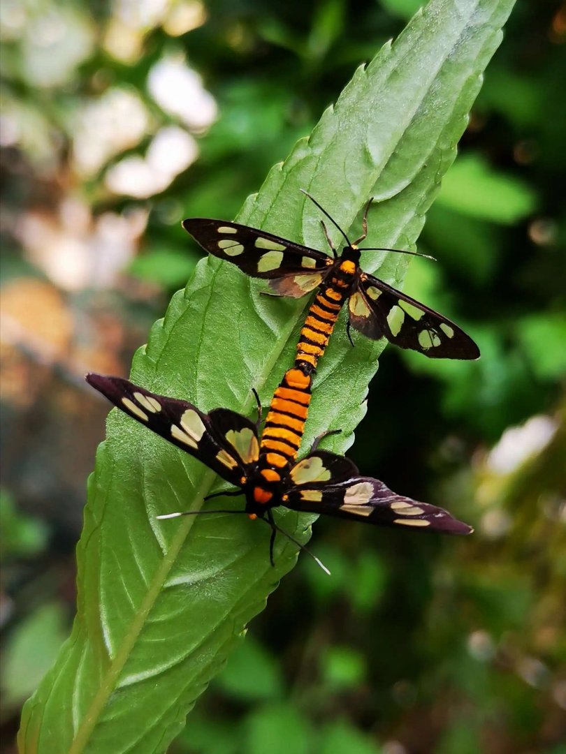 这是什么昆虫？
