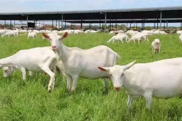 再当冯妇打一个正确动物生肖