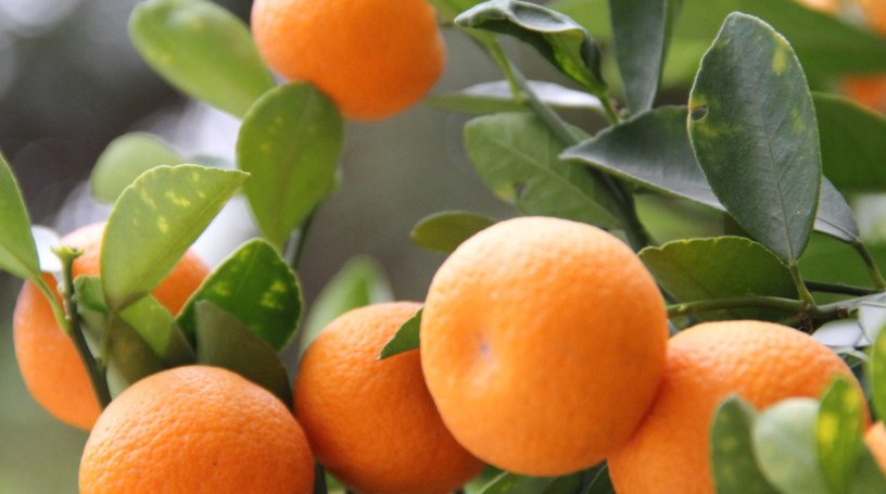 女生说橘子不是唯一的水果啥意思?