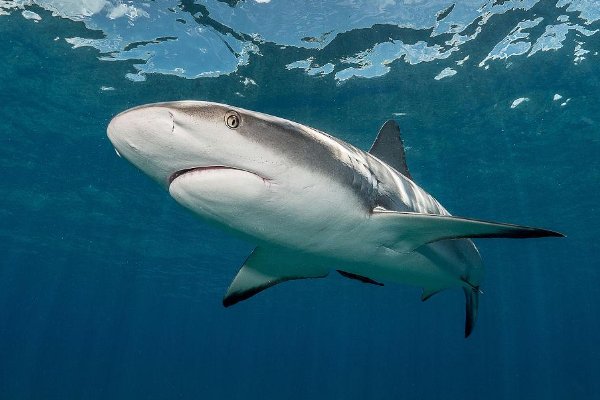 南极有哪十种动物？