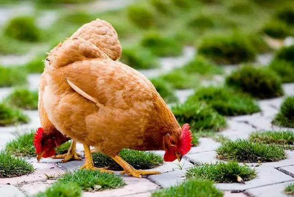 再当冯妇猜一生肖谜底