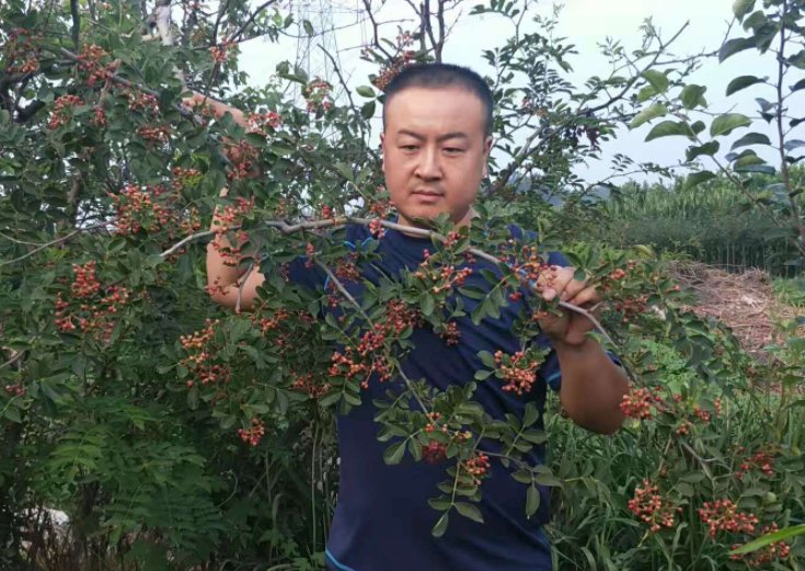 花椒是不是本土植物