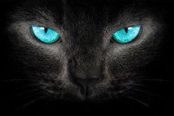 在农村，守夜时为什么不让猫靠近尸体，会发生什么？