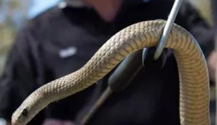 蛇类的十大天敌是什么