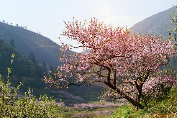 山柳村桃花盛开的地方在哪里