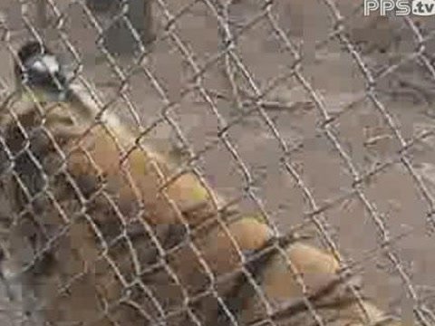 老虎尿的医生说