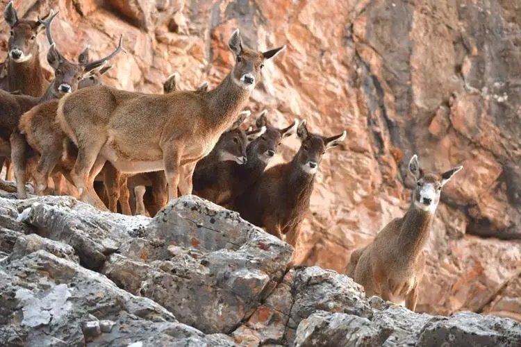 近百头国家一级保护动物白唇鹿现身三江源，白唇鹿适合怎样的生活环境?