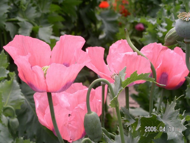 罂粟花的花语，介绍和传说（还有日文版翻译）