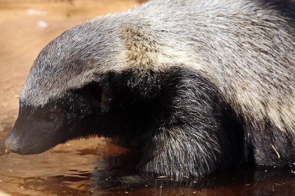 蛇最怕的四大天敌