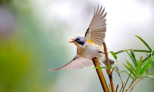 bad音标怎么拼写？