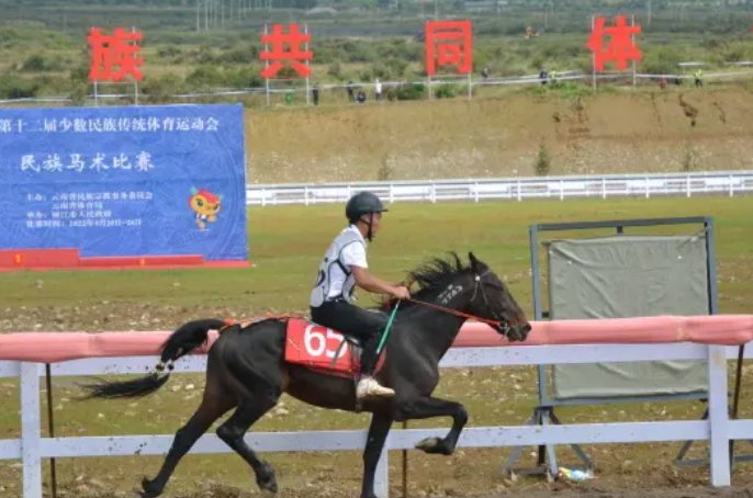 28万的纯血赛马在丽江“走失”！这匹马到底贵在了哪儿？