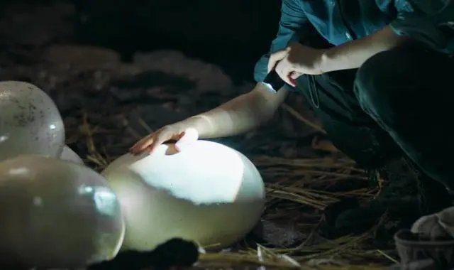 蛇王岛这部电影是在哪里拍摄的？