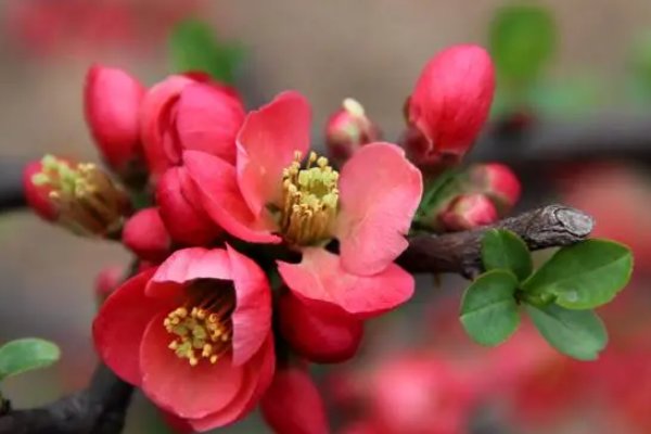 春天花的赞美句子大全