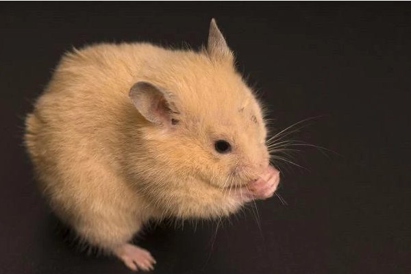 贪位慕禄是什么生肖