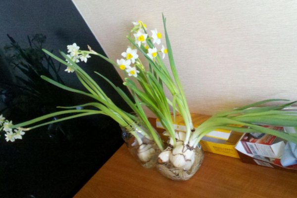 水仙花的生长变化情况