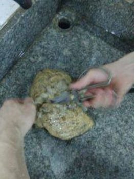 鲎应该怎样烹饪才好吃