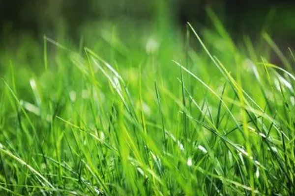 草字头官读什么