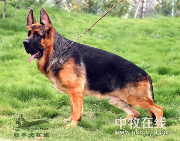 中牧在线的介绍