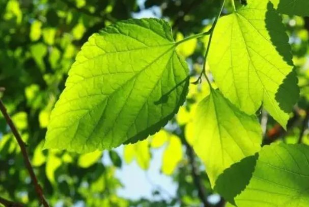 夏天的成长生字拼音组词