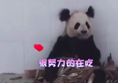 大熊猫长相潦草走红有多潦草？