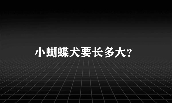 小蝴蝶犬要长多大？