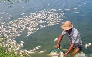高温停电,塘主数万斤鱼缺氧死亡漂满水面,该如何避免类似事件的发生?