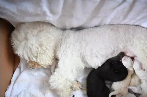 4岁比熊犬为昆明动物园小黑豹当奶妈，具体是什么情况？